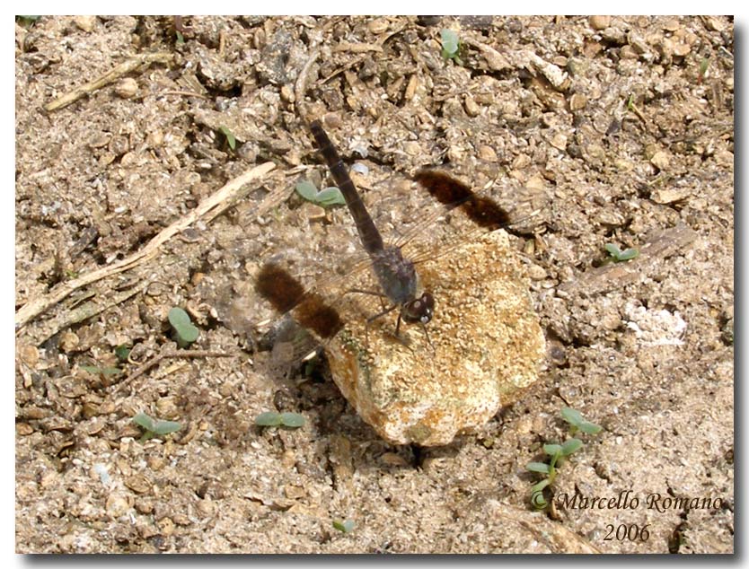 Brachythemis leucosticta: unimmigrazione a lieto fine